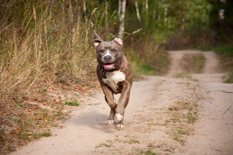 ile żyje amstaff