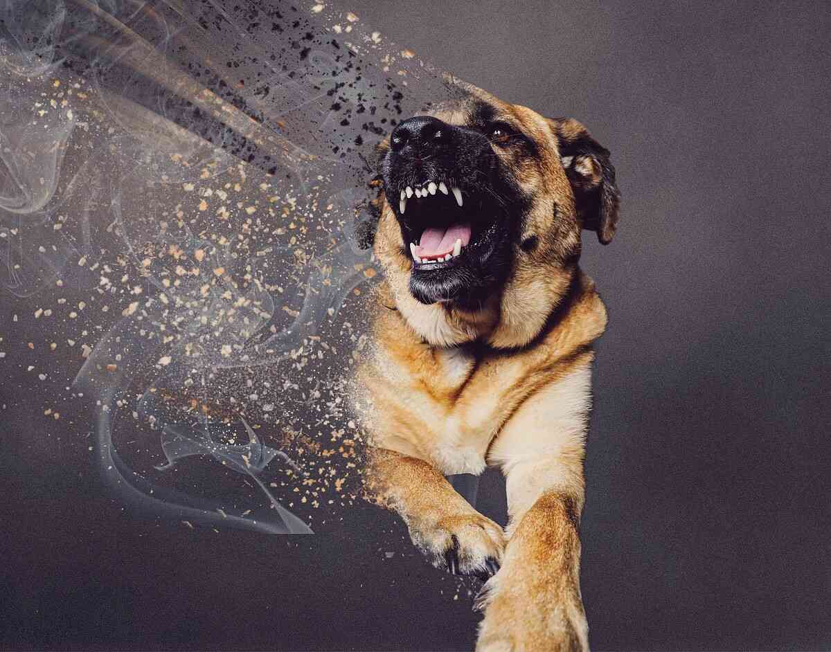 sennik ugryzienie psa