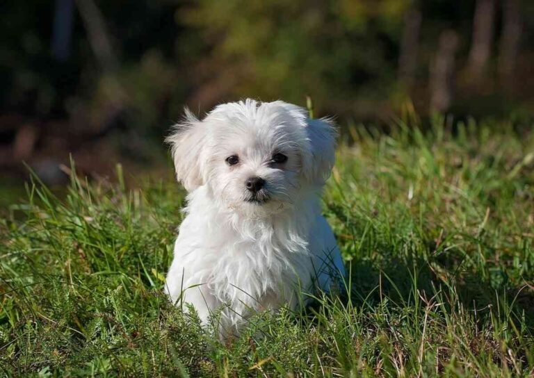 sennik pies łagodny